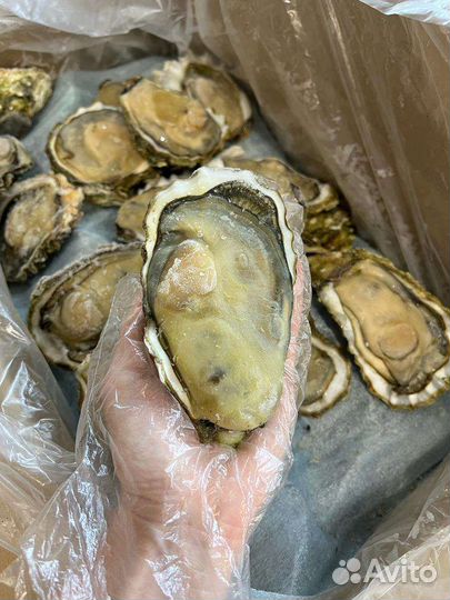 Устрица на створке