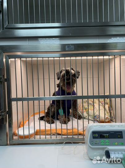 Ветеринарные услуги