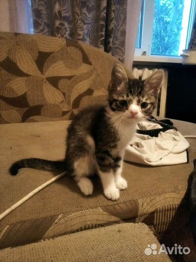 Кошка в дар