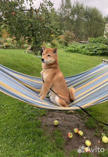 Кобель сиба (шиба) -ину для вязки