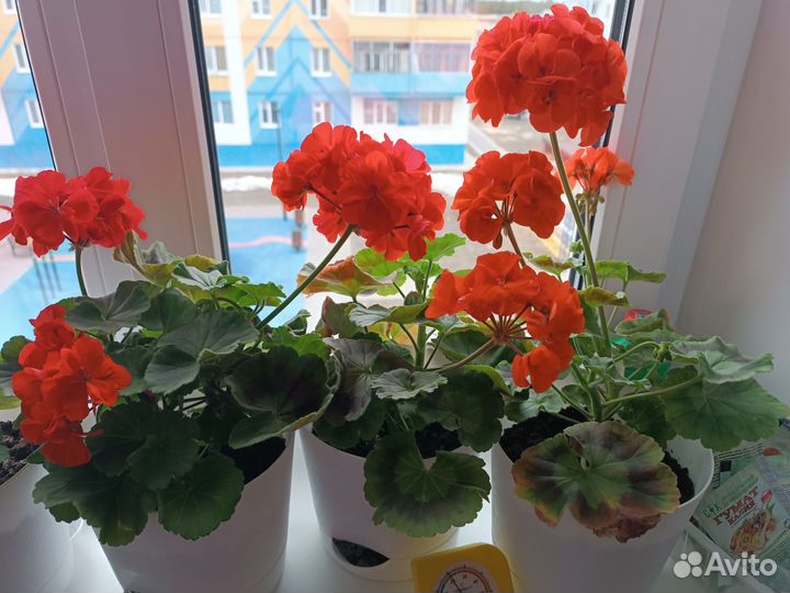 Комнатные цветы герань (пеларгония)