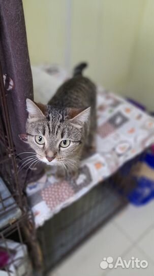 Молодая кошечка Люси, ей 1,5 годика