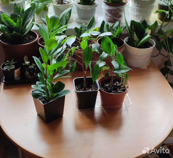 Комнатные цветы