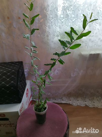 Гранат комнатный, мандарин