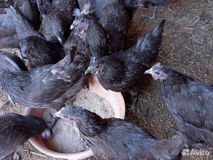 Куры несушки