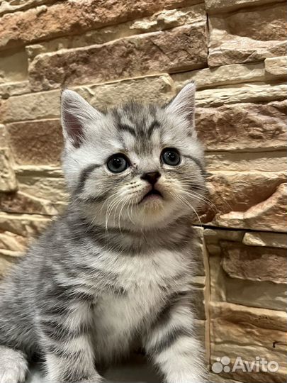 Британские котята
