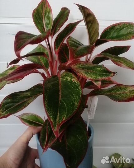 Аглаонема крит флейм