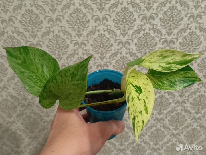 Сциндапсус, эпипремнум