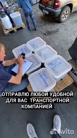 Оптом Мед с Алтая