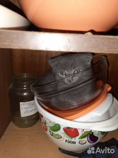 Британская вислоухая кошка