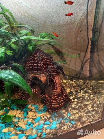 Рыбки сомики и меченосцы