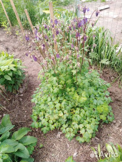 Продам цветы