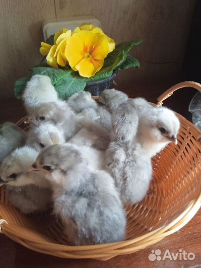 Амераукана,петухи, яйцо, цыплята