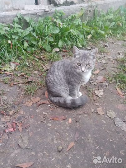 Отдам бесплатно