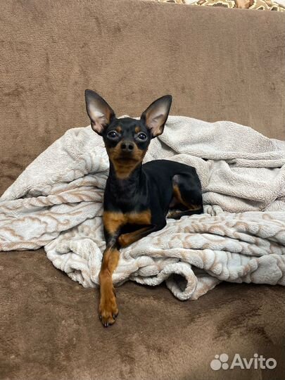 Вязка собак той терьеров