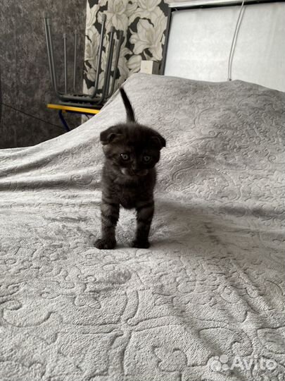 Шотландская