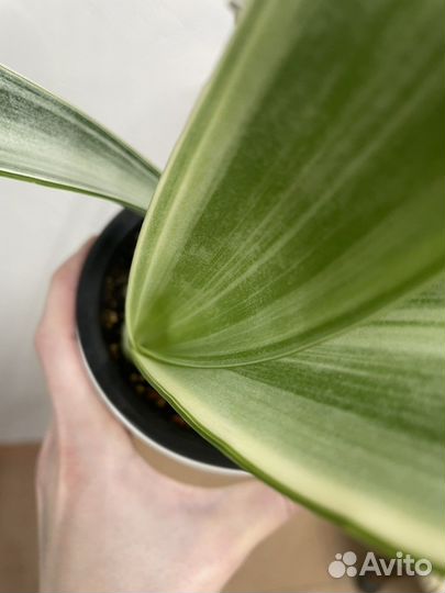 Сансевиерия металлика (манолин)