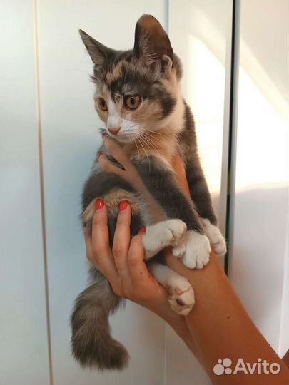 Котята девочки в добрые руки