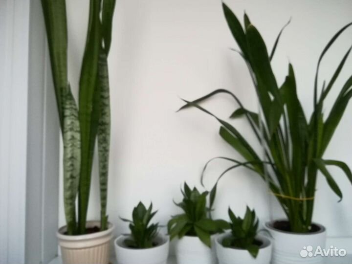 Цветы комнатные