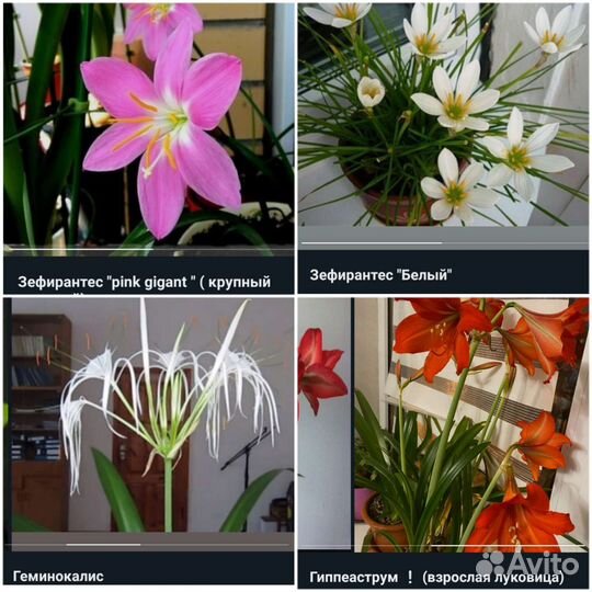 Декоративно-цветущие растения/ комнатные цветы