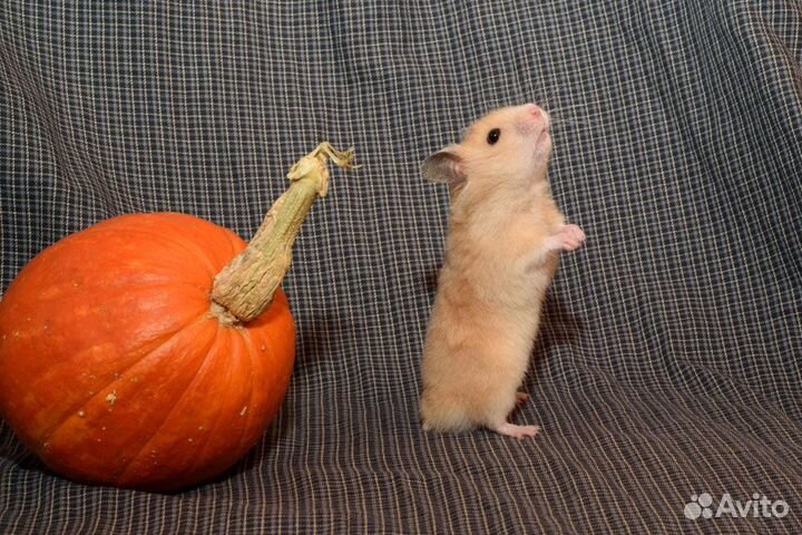 Сирийские хомяки