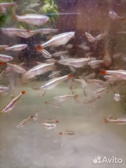 Аквариумные рыбки собственного разведения
