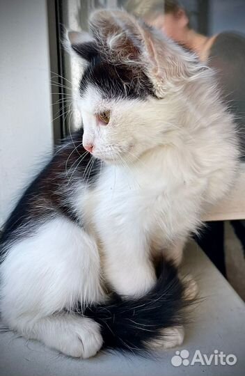 Котятя ручные