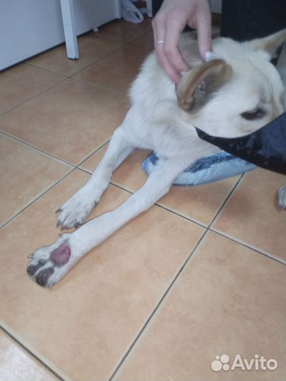 В добрые руки