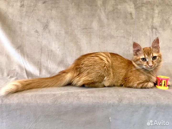 Рыжий котенок девочка