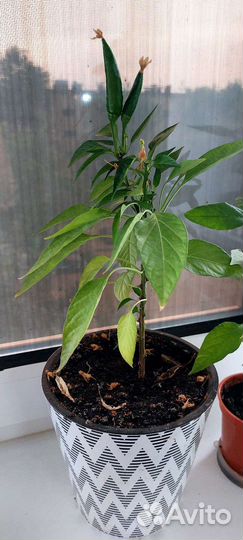 Перец комнатный острый. Есть семена