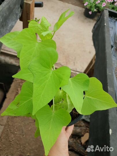 Ипомея батат