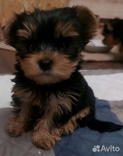 Йоркширский терьер