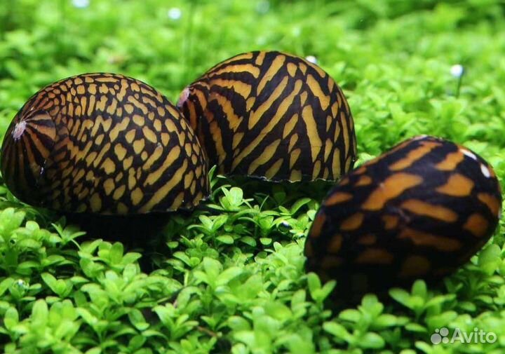 Улитки аквариумные неретины, кролик, ампулярия