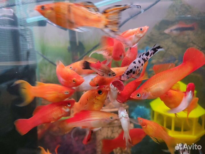 Аквариумные рыбки домашние