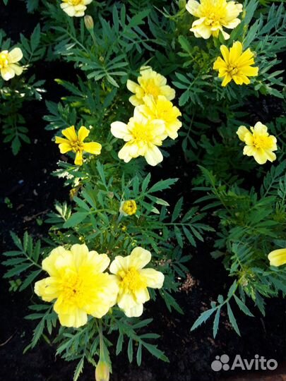 Рассада цветов (бархатцев) и цветы для корзин