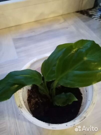 Спатифиллум