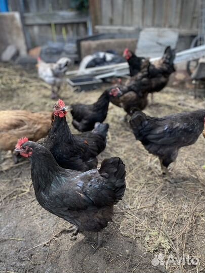 Инкубационное яйцо