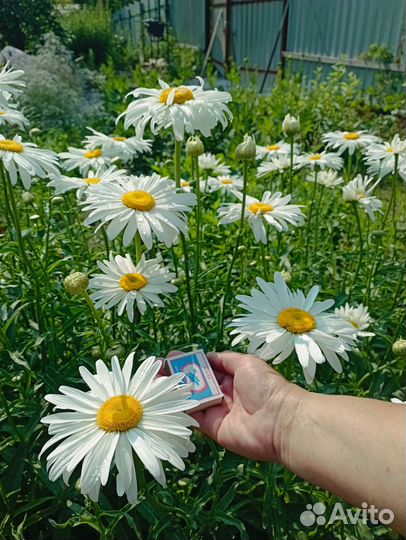 Ромашка садовая крупная