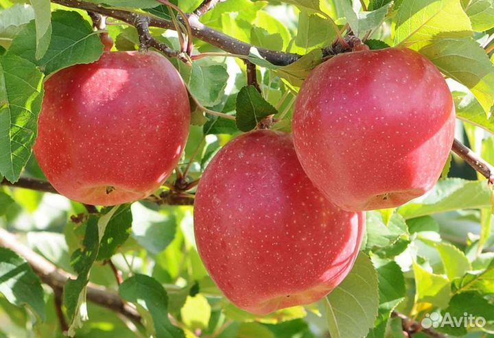 Саденцы плодовых: груши,черешни, яблони, абрикос