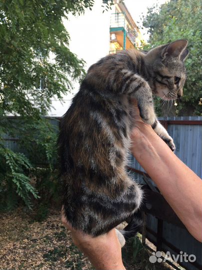 Котенок с шикарным окрасом