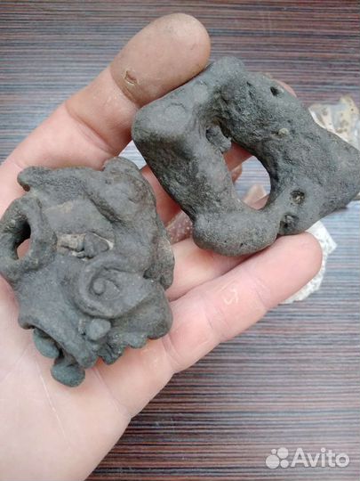 Коллекция окаменелостей