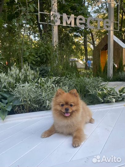 Померанский шпиц вязка кобель