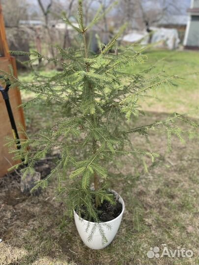 Ель живая в горшке