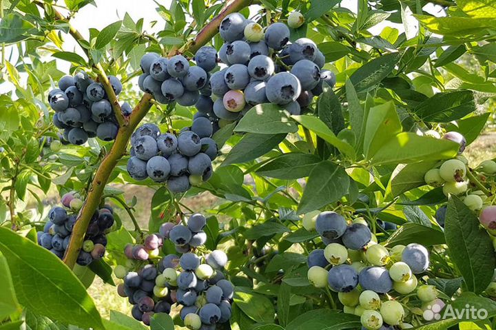 Саженцы голубики Дюк, Патриот в горшках