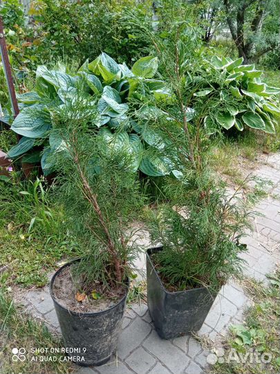 Можжевельник казацкий