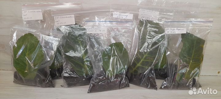 Глоксинии укорененными листами. Комнатные цветы