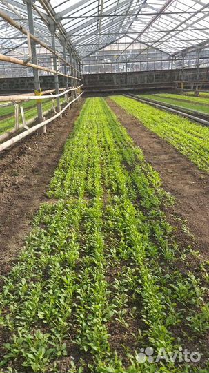 Самоходная сеялка Fazenda SL-5 - 10 рядов