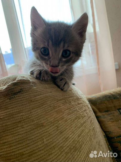 Котята бесплатно
