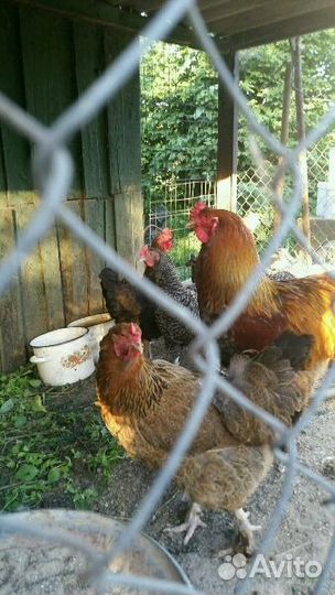 Продаю кур несушек
