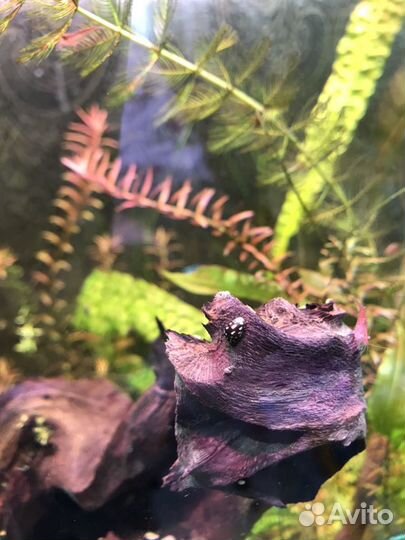 Аквариумная улитка теодоксус